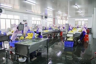 菠蘿的海不一般，徐聞果香引客來(lái)